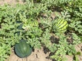 Watermelon farm, fruits growing with green leaves