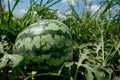 Watermelon.Watermelon farm.Green watermelon growing in the garden