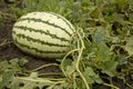 Watermelon in a field