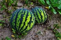 Watermelon on the field Royalty Free Stock Photo