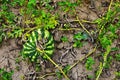 Watermelon on the field Royalty Free Stock Photo