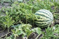 Watermelon on the field. watermelon grows in summer on the field