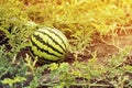 Watermelon on the field. Solar field with watermelons.