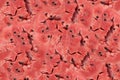 Watermelon flesh closeup macro seamless texture background Royalty Free Stock Photo