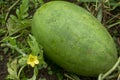 Watermelon flower and fruit