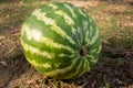 Watermelon Royalty Free Stock Photo