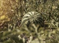 Watermelon fruit growing on field. Big water melon growth Royalty Free Stock Photo