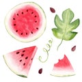 Watermelon fruit watercolor clipart. Hand drawn summer food illustration.