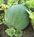 Watermelon in the garden