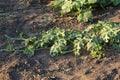 Watermelon in the garden