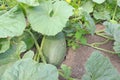 Watermelon in the garden