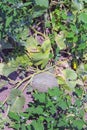 Watermelon in the garden