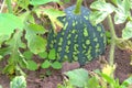 Watermelon in the garden