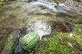 Watermelon in gentle stream Royalty Free Stock Photo