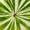 Watermelon green striped peel as background