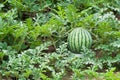 Watermelon on the green watermelon plantation in the summer