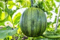 Watermelon in greenhouse