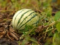 Watermelon grow in farm field. Natural watermelon growing on farmland, growing water-melon, cultivation of melon