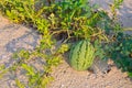 Watermelon growing on the beach in fine clear weather .