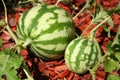 Watermelon growing in the family garden