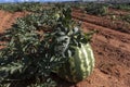 Watermelon growing in the field