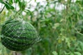 Watermelon growing in a greenhouse in organic farm Thailand.