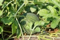 A watermelon grows among foliage on a bed in a sunny summer day