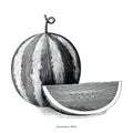 Watermelon hand drawing vintage clip art isolated on white background