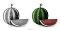Watermelon hand drawing vintage clip art isolated on white background
