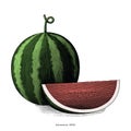 Watermelon hand drawing vintage clip art isolated on white background