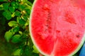 Watermelon harvest.Watermelon pulp close-up.Watermelon in a cut in hands in a summer garden in the rays of the sun.Fresh Royalty Free Stock Photo