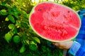 Watermelon harvest.Watermelon pulp close-up.Watermelon in a cut in male hands in a summer garden in the rays of the sun Royalty Free Stock Photo