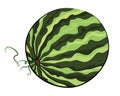 Watermelon illustration