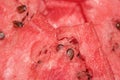 Watermelon Royalty Free Stock Photo