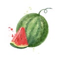 Watermelon juicy red and juicy piece. Hand drawn watercolor style