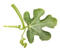 Watermelon leaf isolated