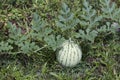 Watermelon with leaves