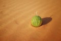 A fruit on a dry desert sand for food security concept