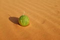 A watermelon like fruit on a hot desert landscape for food security concept