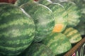 Watermelon in a local farm in south florida