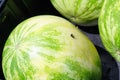 Watermelon and love bug Royalty Free Stock Photo