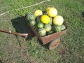 Watermelon ordinary lat. CitrÃÂºllus lanÃÂ¡tus is an annual herb, a species of the genus Watermelon Citrullus of the Pumpkin famil