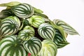 Watermelon peperomia peperomia argyreia plant stripy on white background.