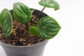 Watermelon peperomia (Peperomia argyreia) on black pot isolated on white background.