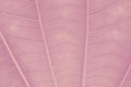 Watermelon pink leaf pattern textured backdrop