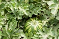 Watermelon plant with fruit
