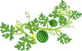 Watermelon plant with fruits, flowers, green leaves on white background