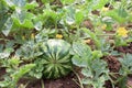 Watermelon plant