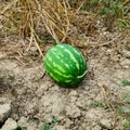 Watermelon, plucked from the garden, lying on the ground