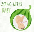 Watermelon. pregnancy development, size of embryo for 39-40 weeks. compare with vegetables. Human fetus inside the womb 9 months Royalty Free Stock Photo